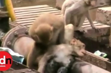 Monkey Saves ‘Dying’ Friend at Train Station in India